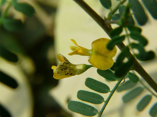 Sesbania sesban - Egyptian riverhemp - Image 8