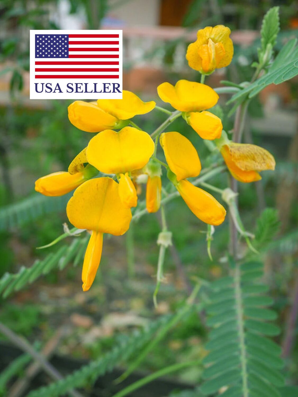 Sesbania sesban - Egyptian riverhemp - Image 12