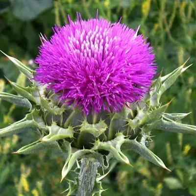 Silybum marianum - Milk thistle, thistle variegada