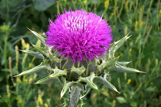 Silybum marianum - Milk thistle, thistle variegada