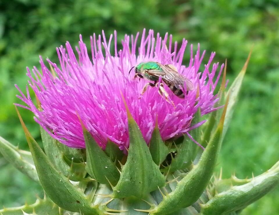 Silybum marianum - Milk thistle, thistle variegada - Image 2