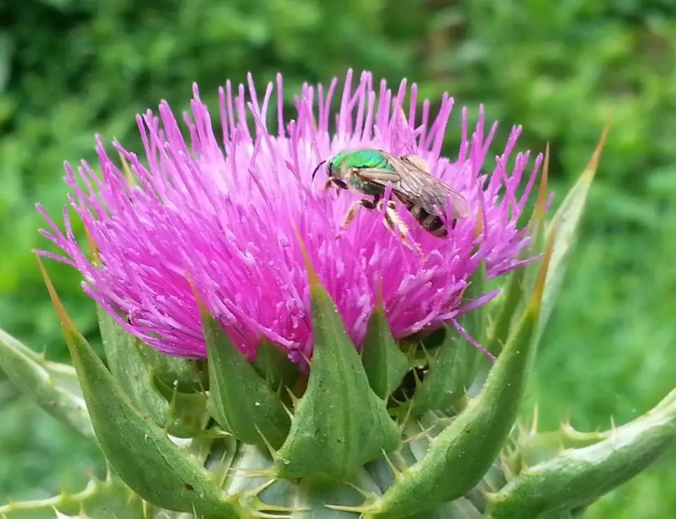 Silybum marianum - Milk thistle, thistle variegada - Image 2