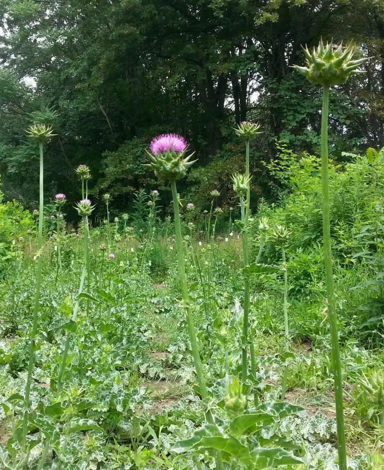 Silybum marianum - Milk thistle, thistle variegada - Image 3