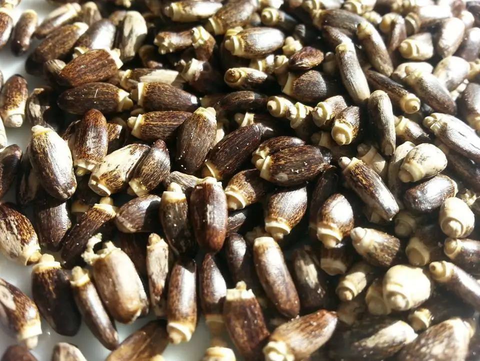 Silybum marianum - Milk thistle, thistle variegada - Image 4