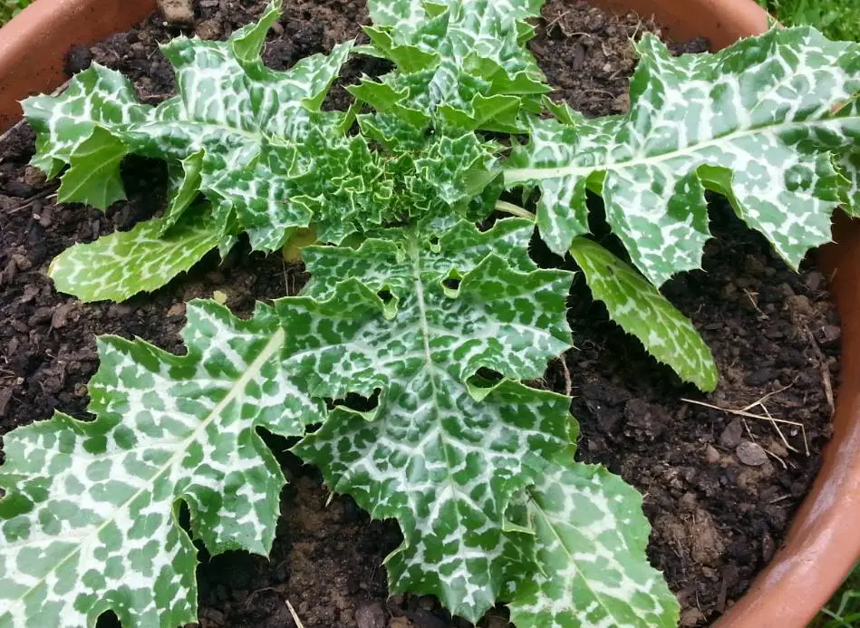 Silybum marianum - Milk thistle, thistle variegada - Image 5