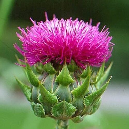 Silybum marianum - Milk thistle, thistle variegada - Image 6