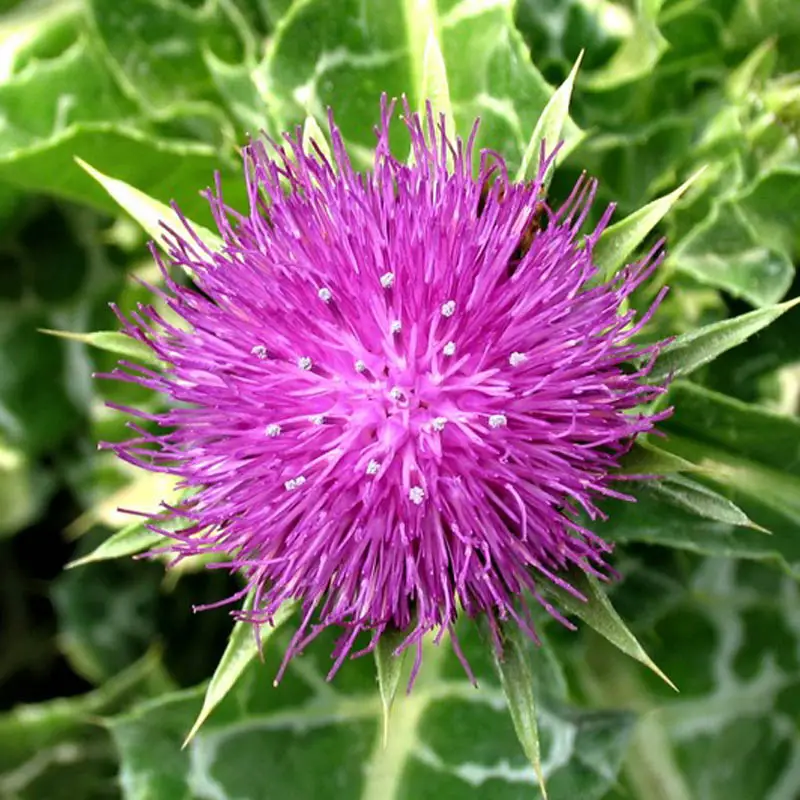 Silybum marianum - Milk thistle, thistle variegada - Image 7