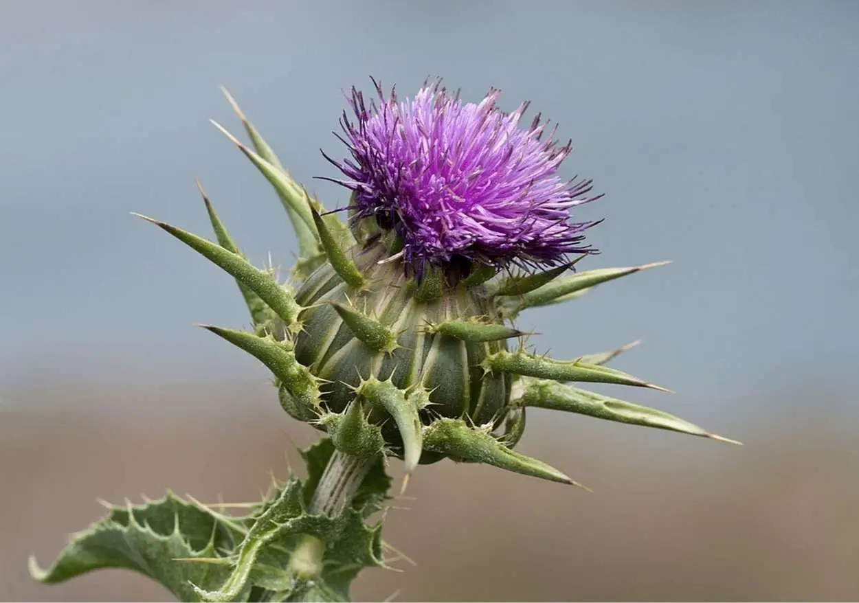 Silybum marianum - Milk thistle, thistle variegada - Image 8