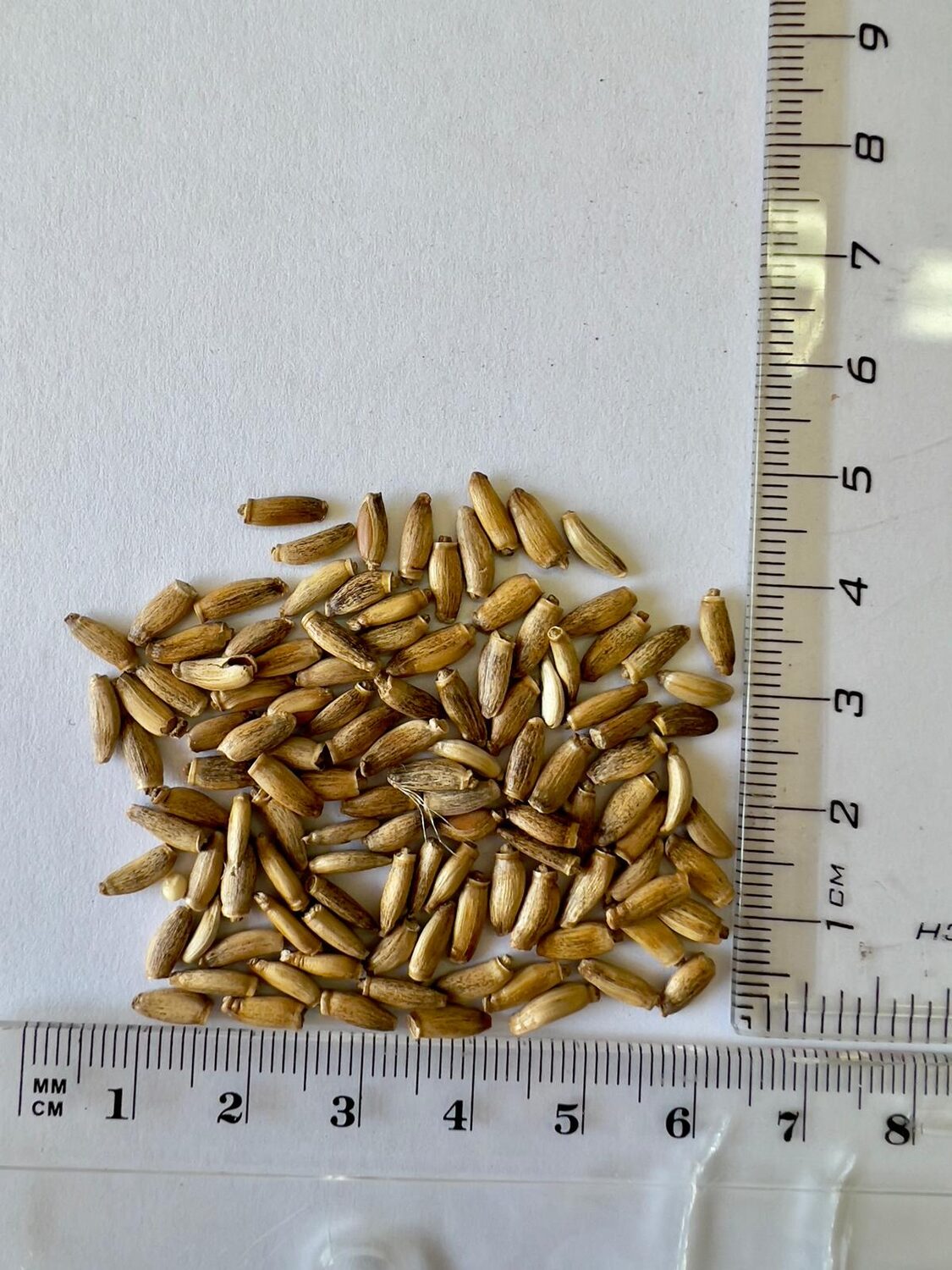 Silybum marianum - Milk thistle, thistle variegada - Image 9