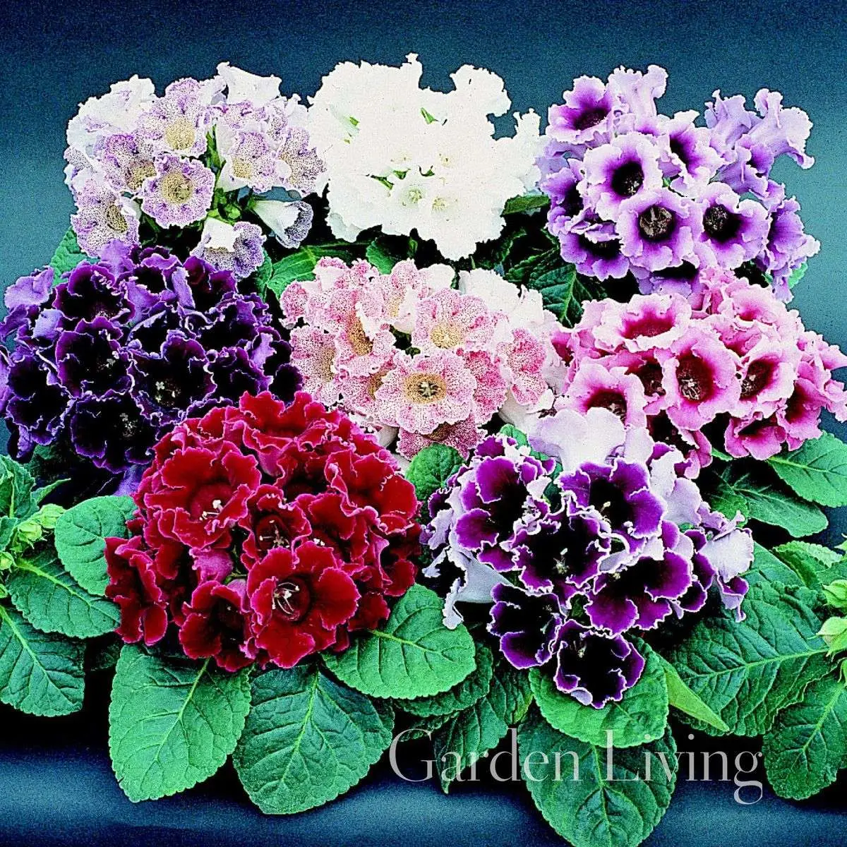 Sinningia speciosa - Gloxinia, Gloxina - Image 4