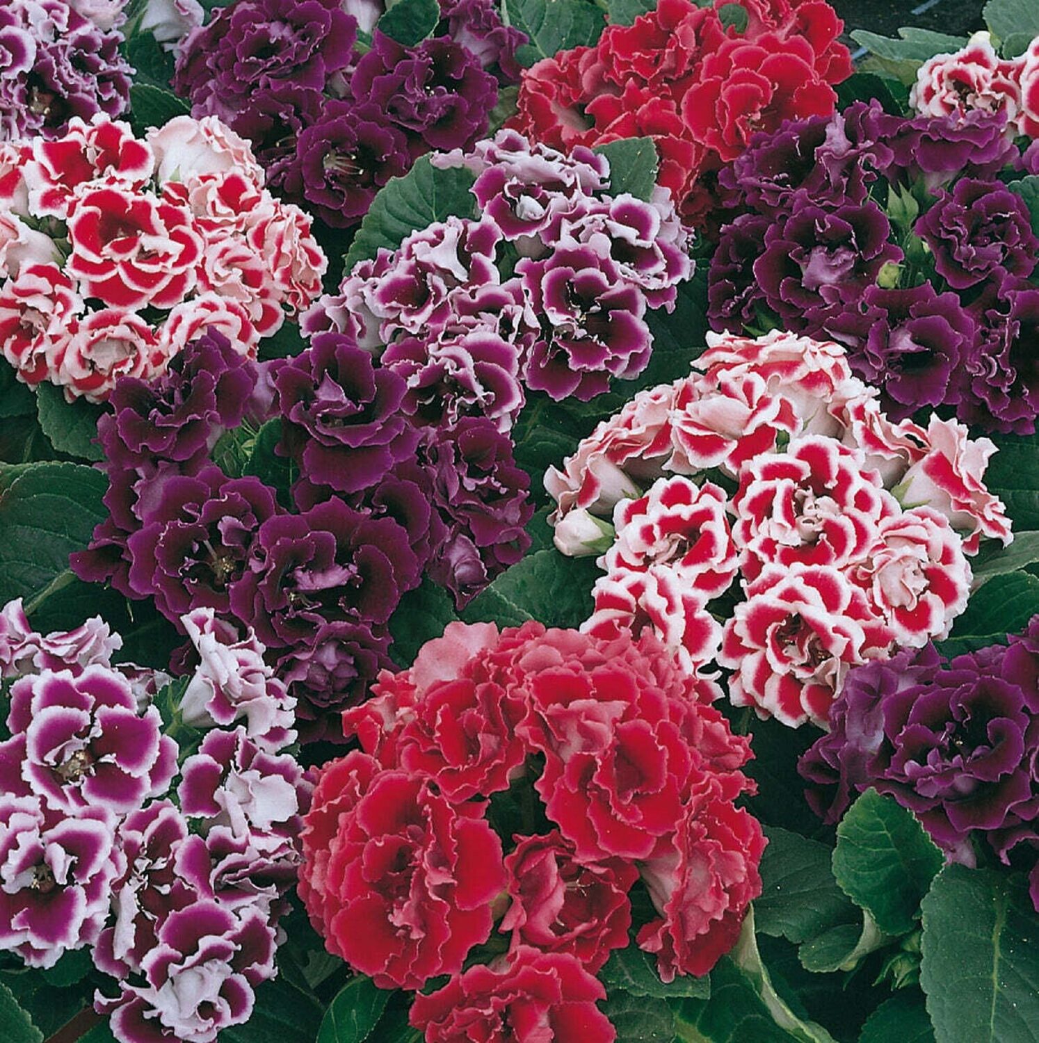 Sinningia speciosa - Gloxinia, Gloxina - Image 5