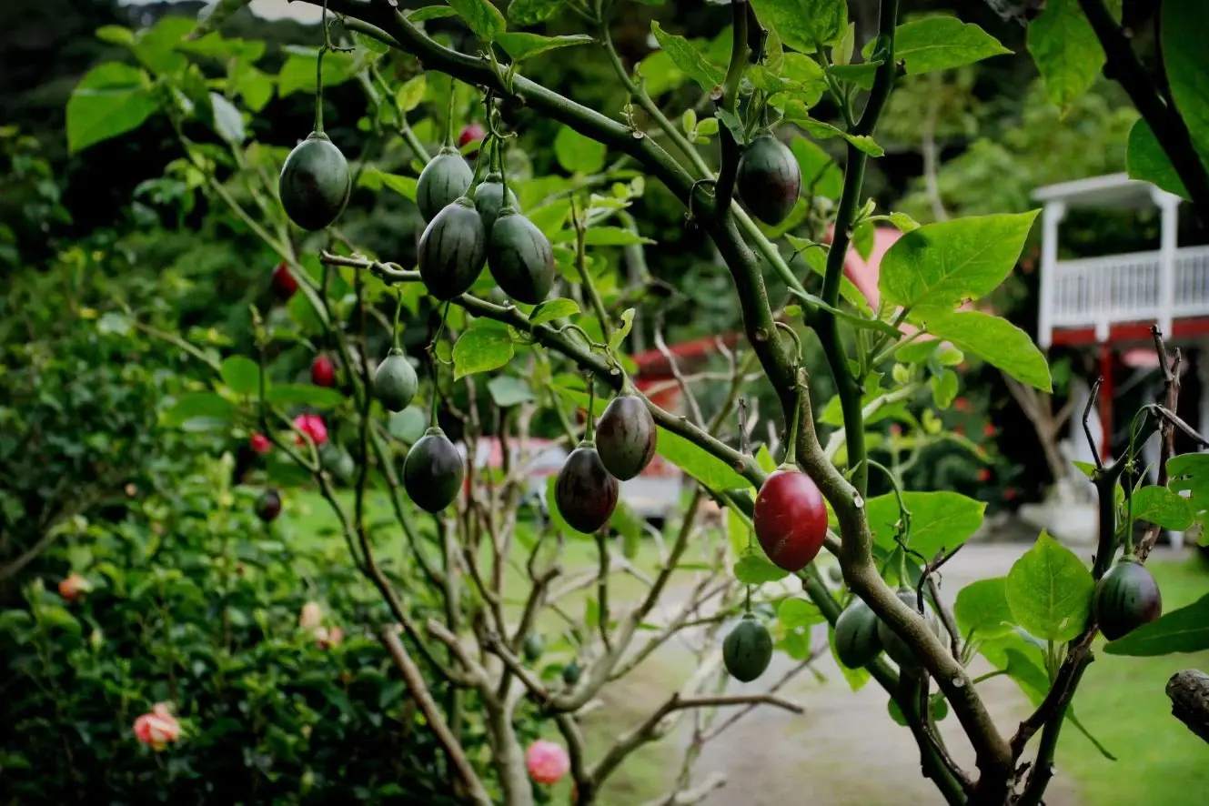 Solanum betaceum / Cyphomandra betacea - Tomato Tree, Tamarillo - Image 10