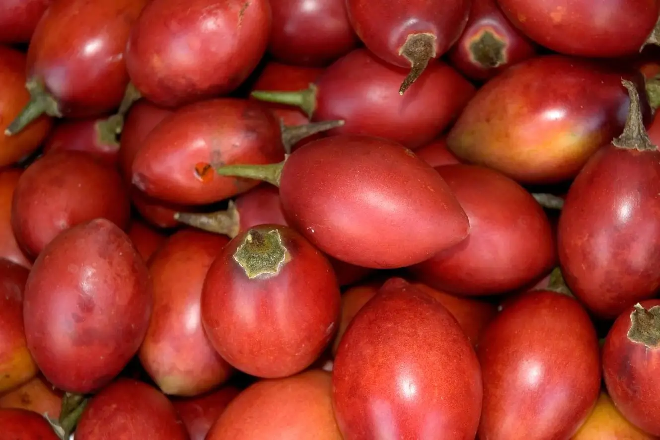 Solanum betaceum / Cyphomandra betacea - Tomato Tree, Tamarillo - Image 11