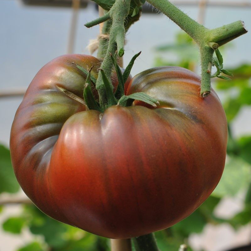 Solanum lycopersicum 'Black Krim' - Black Krim Tomato, Black Krim Heirloom Tomato, Crimean Black Tomato - Image 2