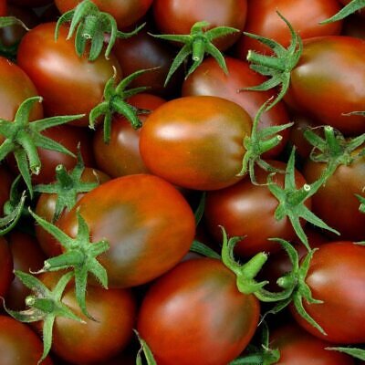 Solanum lycopersicum 'Black Plum' - Black Plum Tomato, Black Plum Heirloom Tomato, Black Plum Paste Tomato