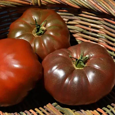 Solanum lycopersicum 'Cherokee Purple' - Cherokee Purple Tomato, Cherokee Purple Heirloom Tomato