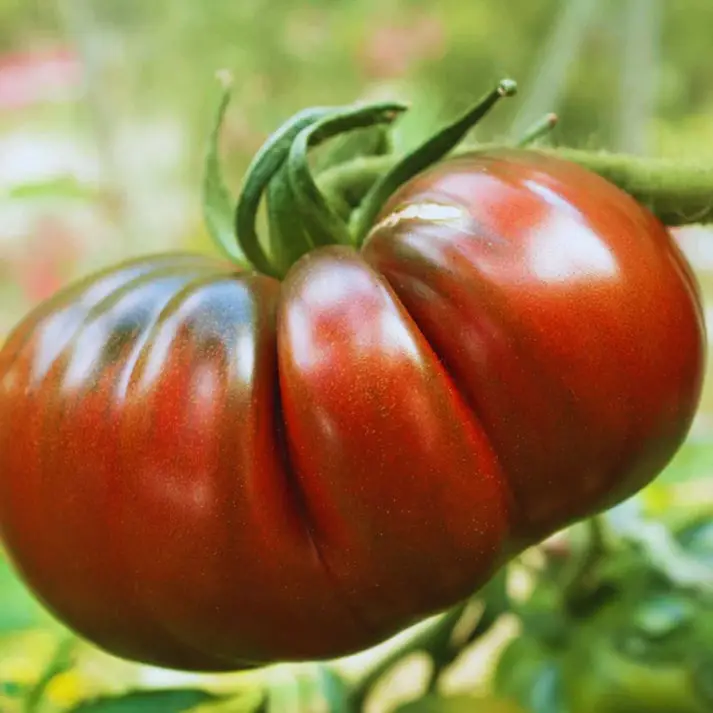 Solanum lycopersicum 'Cherokee Purple' - Cherokee Purple Tomato, Cherokee Purple Heirloom Tomato - Image 5