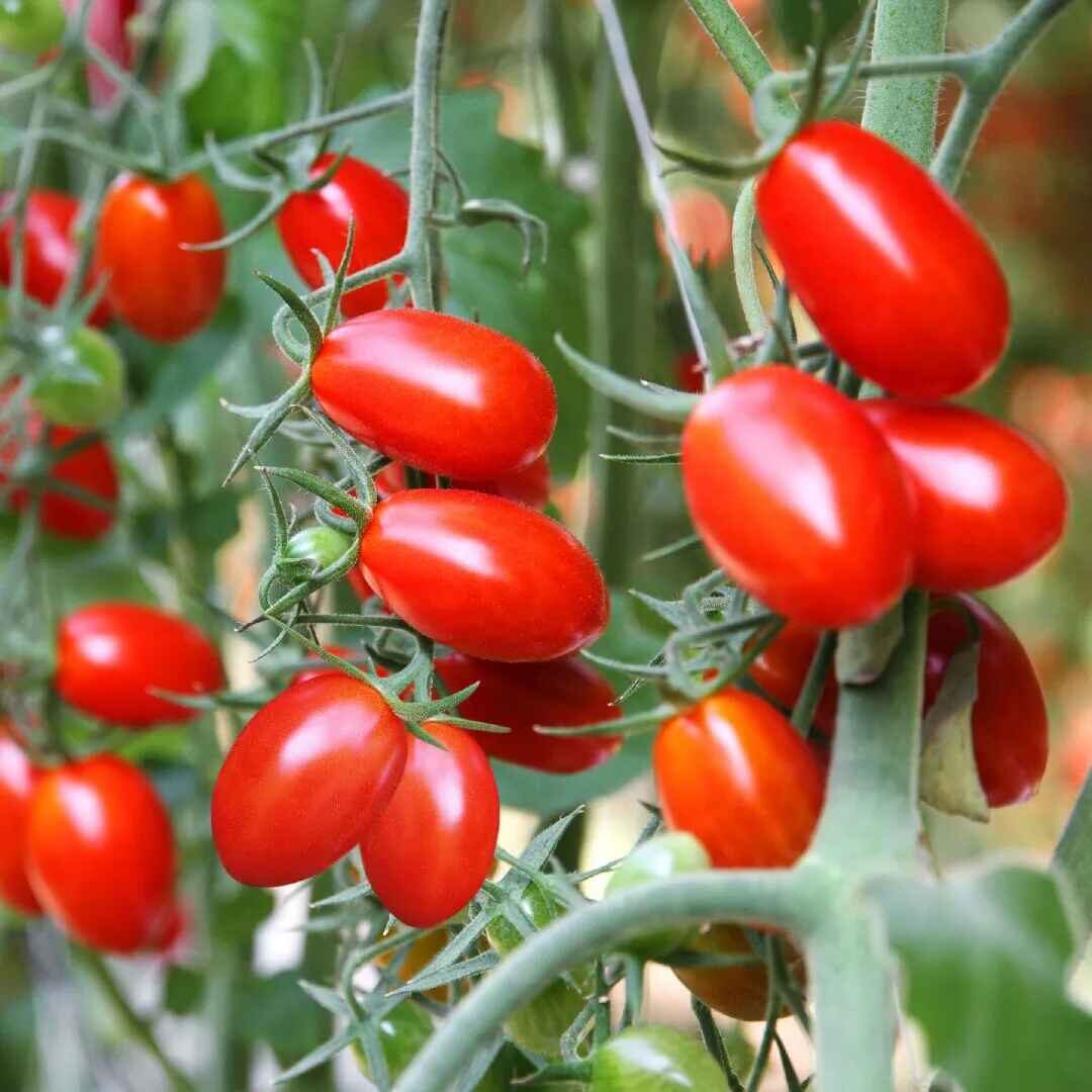 Solanum lycopersicum 'Cherry Roma' - Cherry Roma Tomato, Cherry Roma Heirloom Tomato, Baby Roma, Roma Cherry Tomato - Image 2