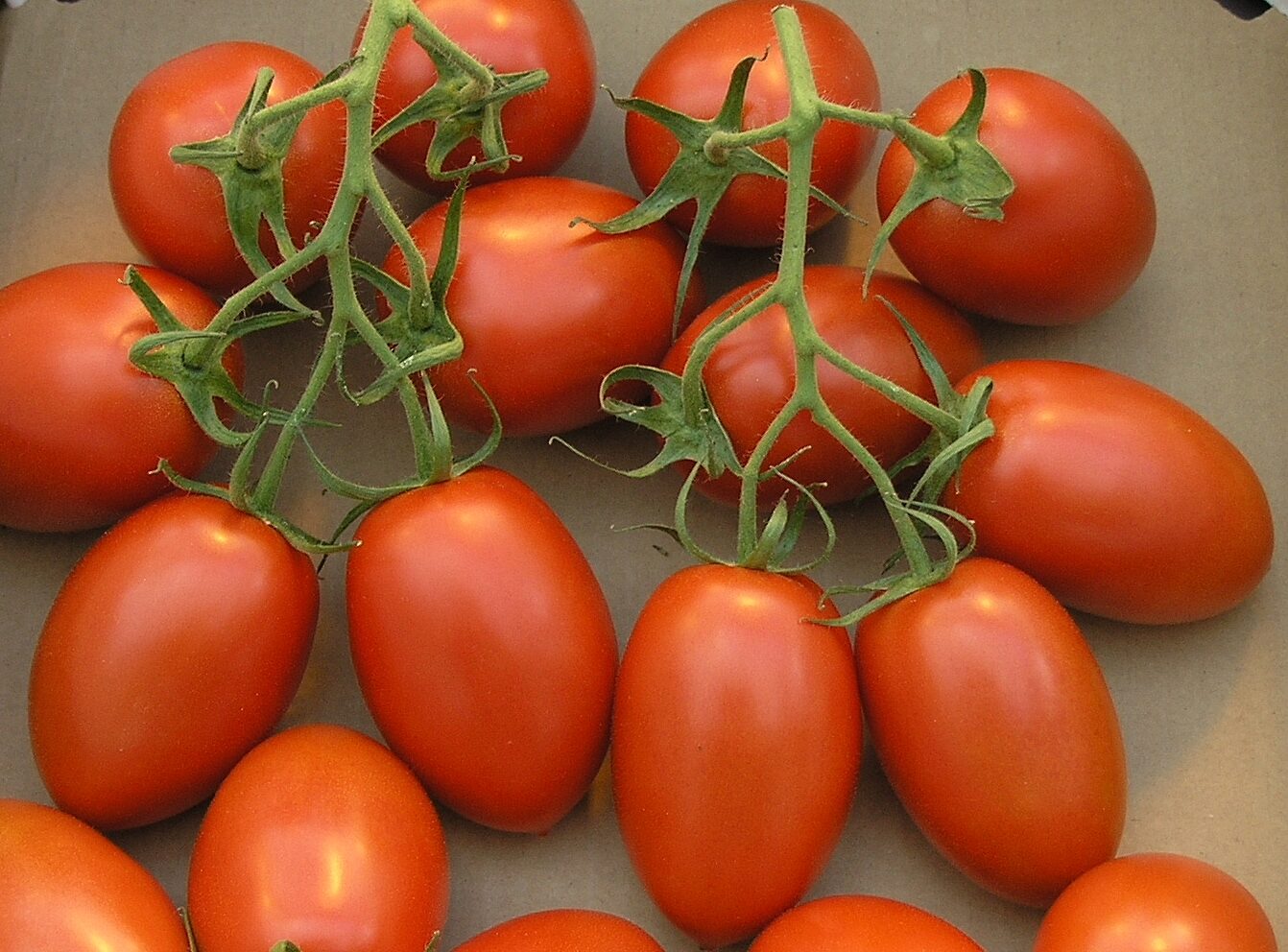 Solanum lycopersicum 'Cherry Roma' - Cherry Roma Tomato, Cherry Roma Heirloom Tomato, Baby Roma, Roma Cherry Tomato - Image 4