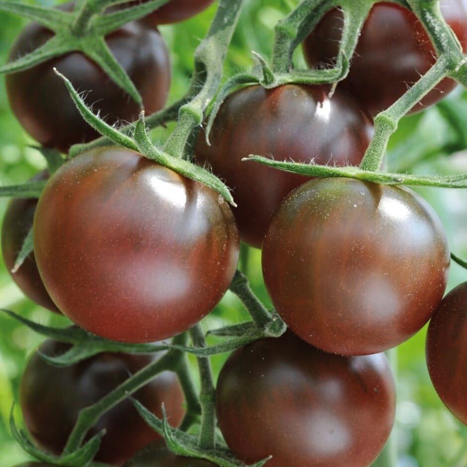 Solanum lycopersicum 'Chocolate Cherry' - Chocolate Cherry Tomato, Brown Cherry Tomato, Heirloom Chocolate Tomato - Image 2