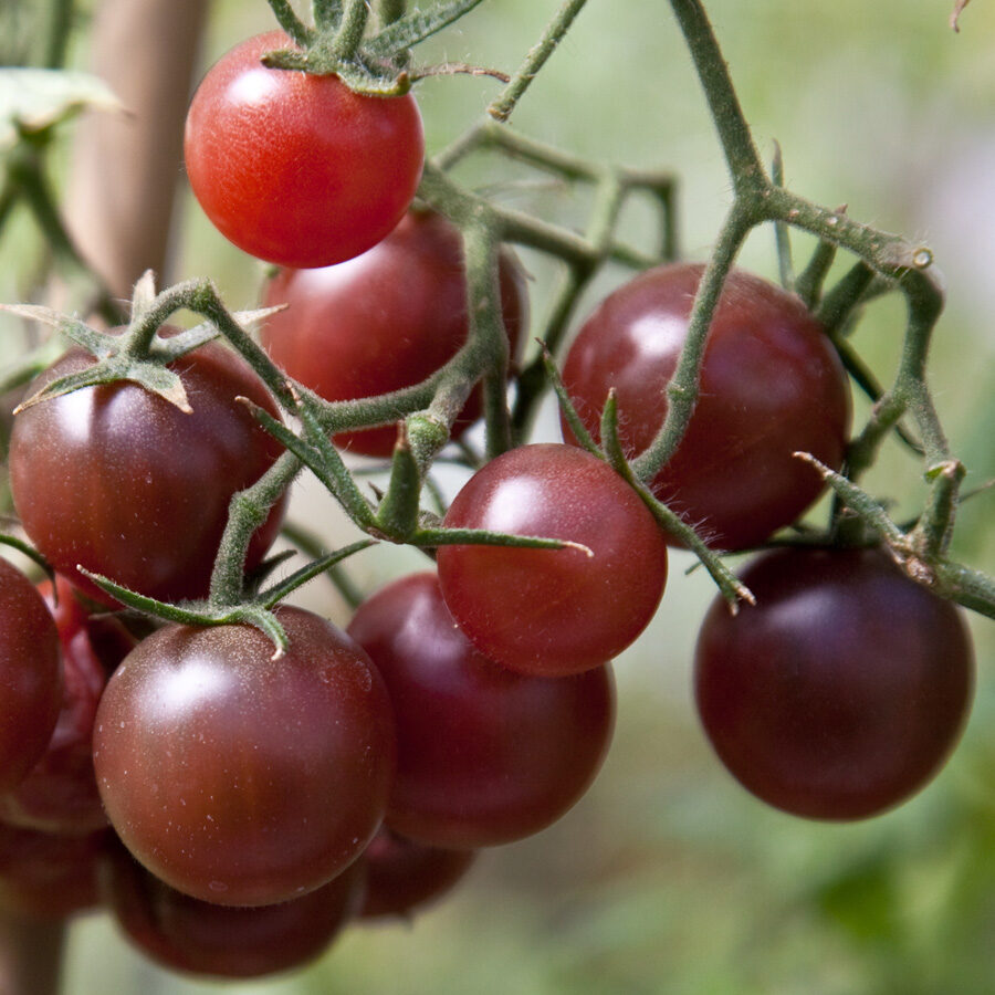 Solanum lycopersicum 'Chocolate Cherry' - Chocolate Cherry Tomato, Brown Cherry Tomato, Heirloom Chocolate Tomato - Image 3