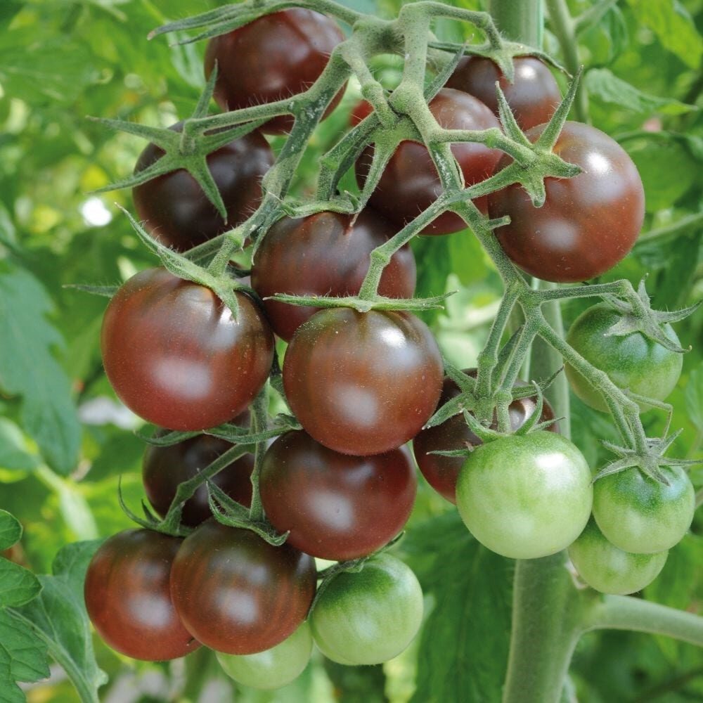 Solanum lycopersicum 'Chocolate Cherry' - Chocolate Cherry Tomato, Brown Cherry Tomato, Heirloom Chocolate Tomato - Image 7