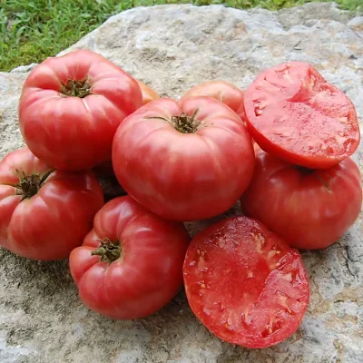 Solanum lycopersicum 'German Pink' - German Pink Tomato, German Pink Heirloom Tomato