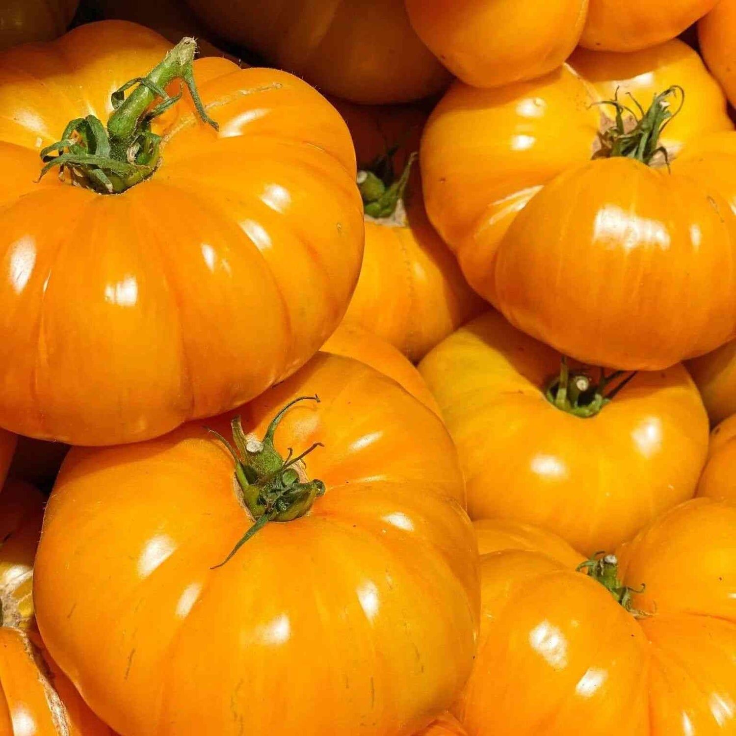 Solanum lycopersicum 'Kellogg's Breakfast' - Kellogg’s Breakfast Tomato, Kellogg’s Breakfast Heirloom Tomato, Kellogg’s Orange Tomato - Image 5