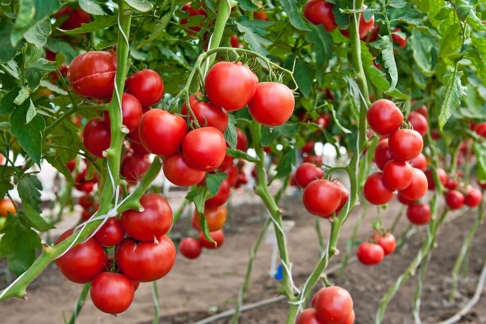 Solanum lycopersicum 'Large Red Cherry' - Large Red Cherry Tomato, Large Red Cherry Heirloom Tomato - Image 2