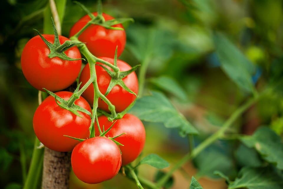 Solanum lycopersicum 'Large Red Cherry' - Large Red Cherry Tomato, Large Red Cherry Heirloom Tomato - Image 3