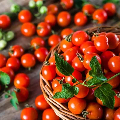 Solanum lycopersicum 'Mexico Midget' - Mexico Midget Tomato, Mexico Midget Cherry Tomato