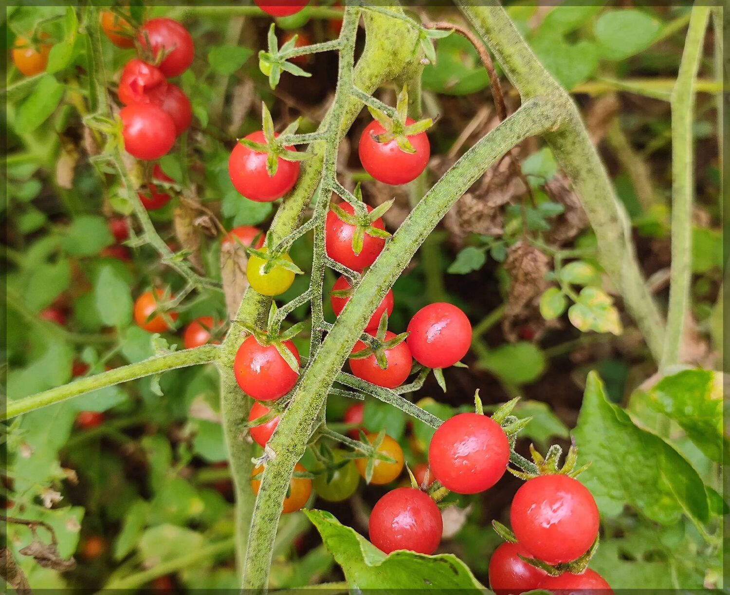 Solanum lycopersicum 'Mexico Midget' - Mexico Midget Tomato, Mexico Midget Cherry Tomato - Image 4
