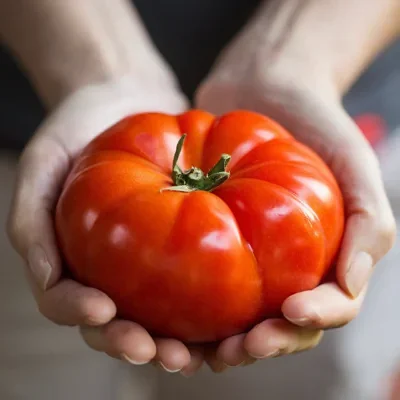 Solanum lycopersicum 'Mortgage Lifter Halladay's' - Mortgage Lifter Tomato, Mortgage Lifter Halladay’s Tomato, Mortgage Lifter Heirloom Tomato