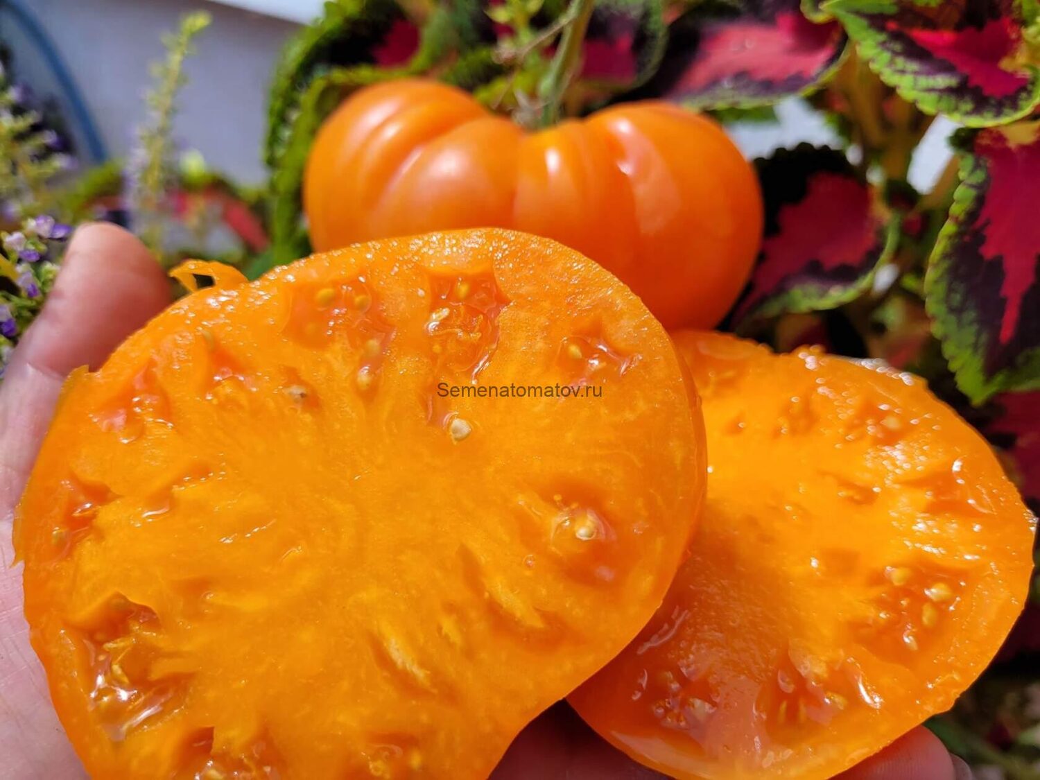 Solanum lycopersicum 'Oma's Orange' - Oma’s Orange Tomato, Oma’s Orange Heirloom Tomato - Image 2