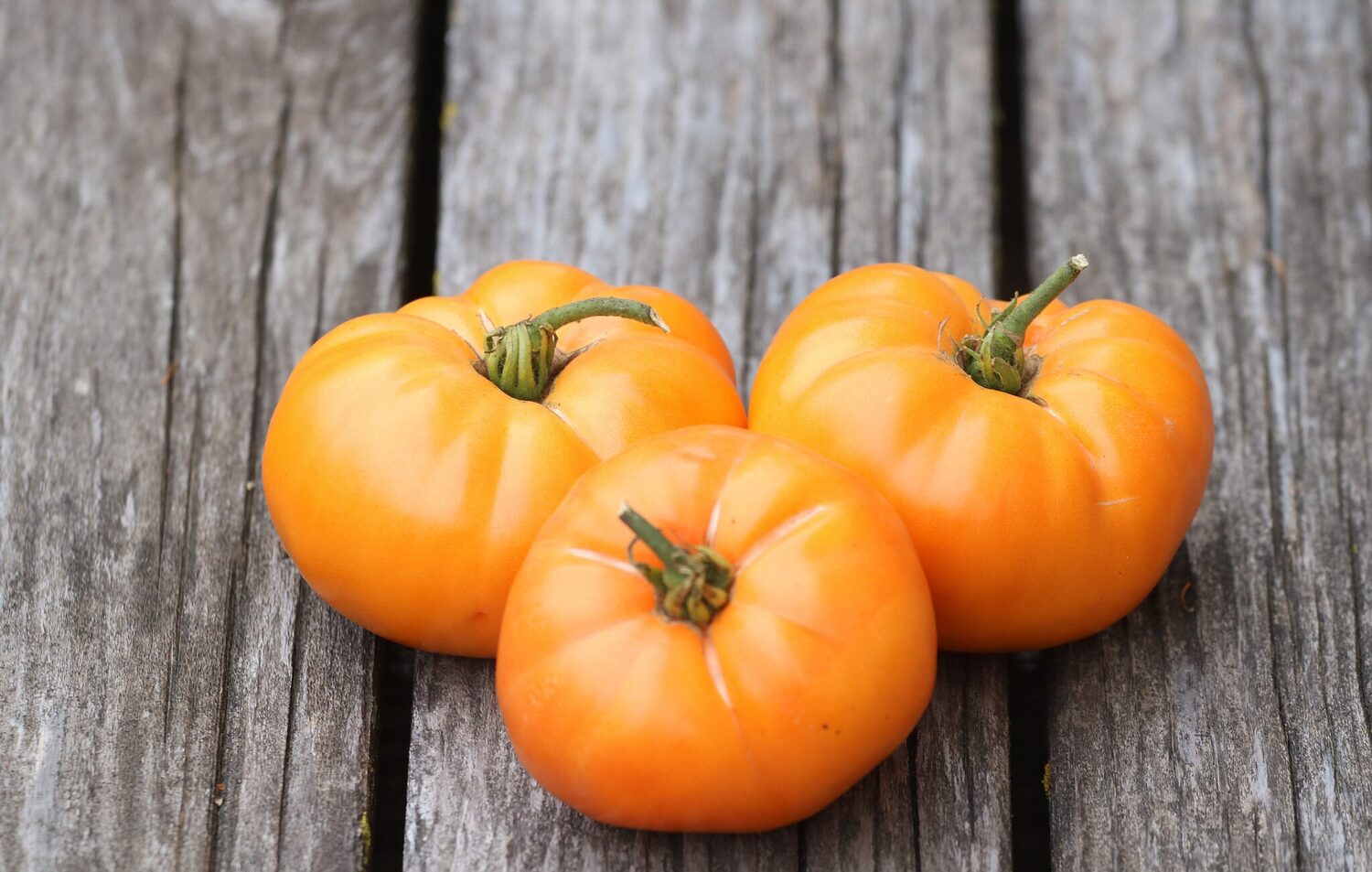 Solanum lycopersicum 'Oma's Orange' - Oma’s Orange Tomato, Oma’s Orange Heirloom Tomato - Image 3