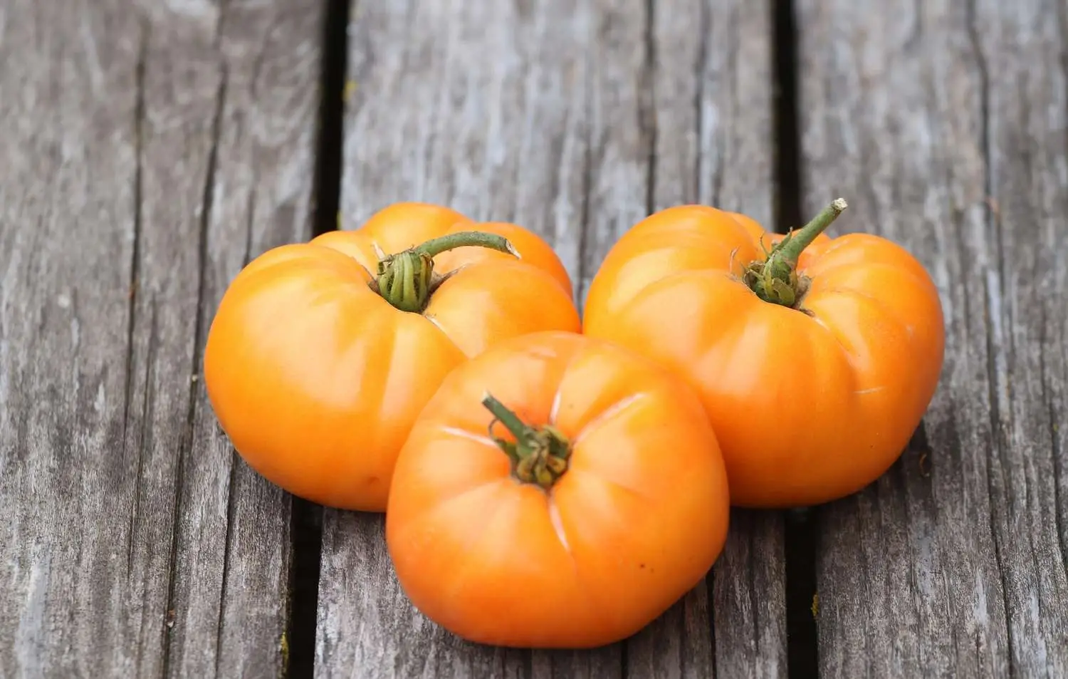 Solanum lycopersicum 'Oma's Orange' - Oma’s Orange Tomato, Oma’s Orange Heirloom Tomato - Image 3