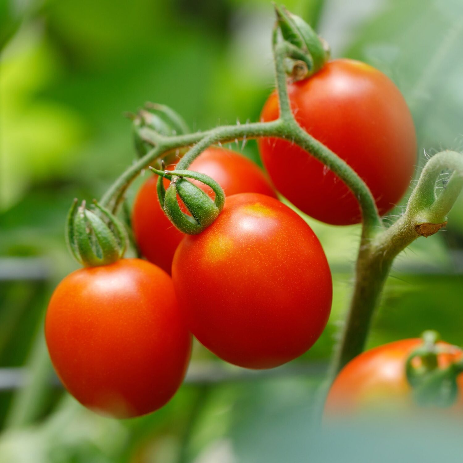 Solanum lycopersicum 'Principe Borghese' - Principe Borghese Tomato, Principe Borghese Heirloom Tomato, Italian Drying Tomato - Image 3