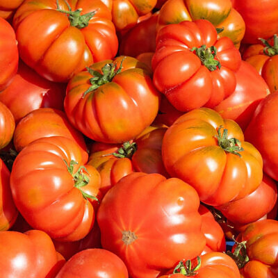 Solanum lycopersicum 'Rosso Sicilian' - Rosso Sicilian Tomato, Rosso Sicilian Heirloom Tomato, Sicilian Red Tomato