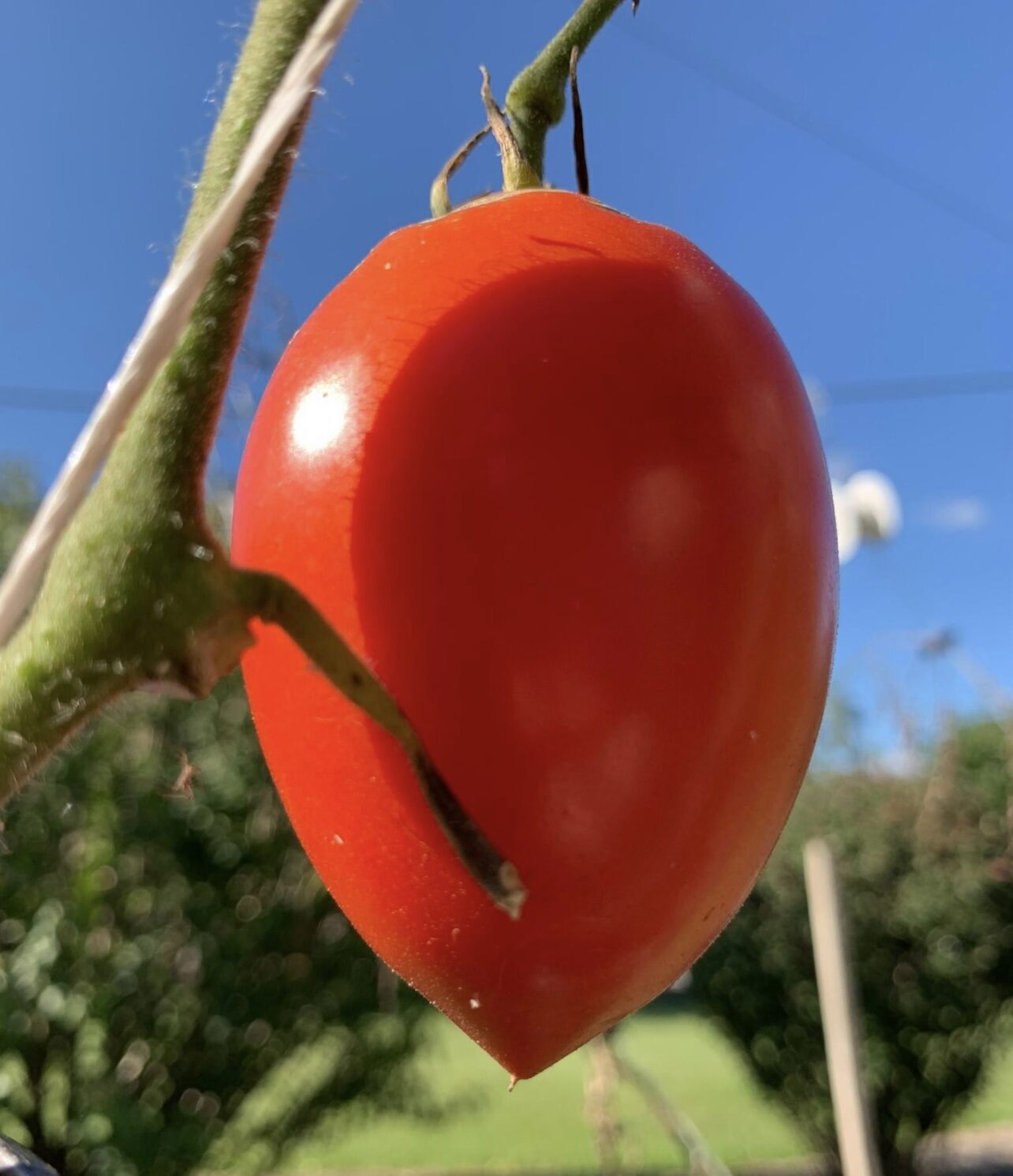 Solanum lycopersicum 'Salvaterra's Select' - Salvaterra’s Select Tomato, Salvaterra’s Select Heirloom Tomato