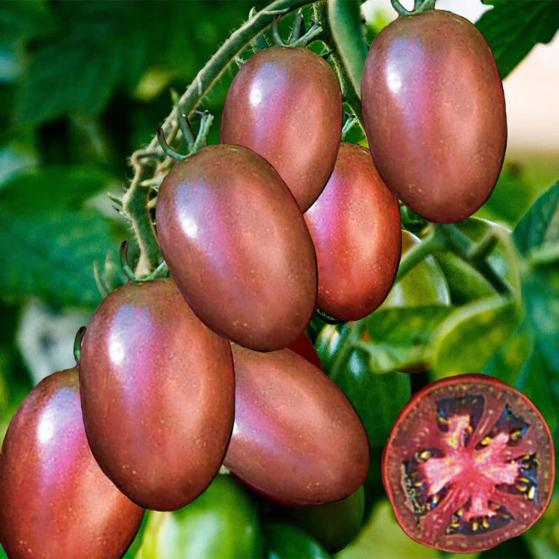 Solanum lycopersicum 'Ukrainian Purple' - Ukrainian Purple Tomato, Ukrainian Purple Heirloom Tomato - Image 4
