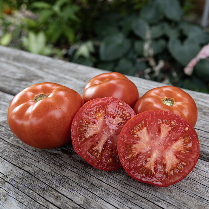 Solanum lycopersicum 'Wisconsin Chief' - Wisconsin Chief Tomato, Wisconsin Chief Heirloom Tomato - Image 2