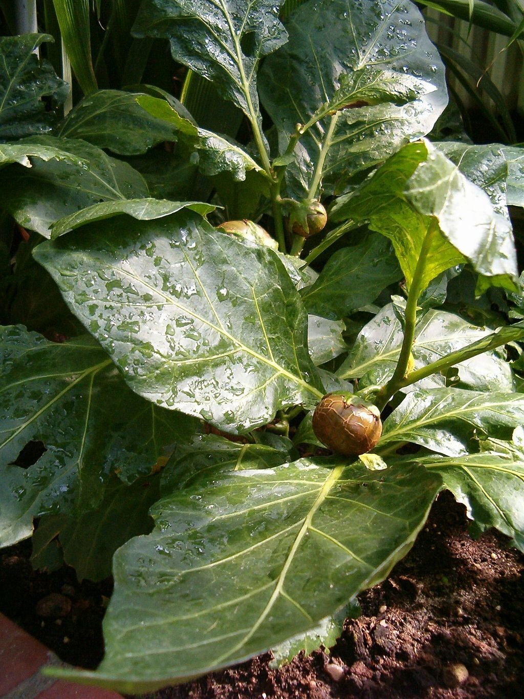 Solanum macrocarpon - African Eggplant, Gboma Eggplant, Anchia