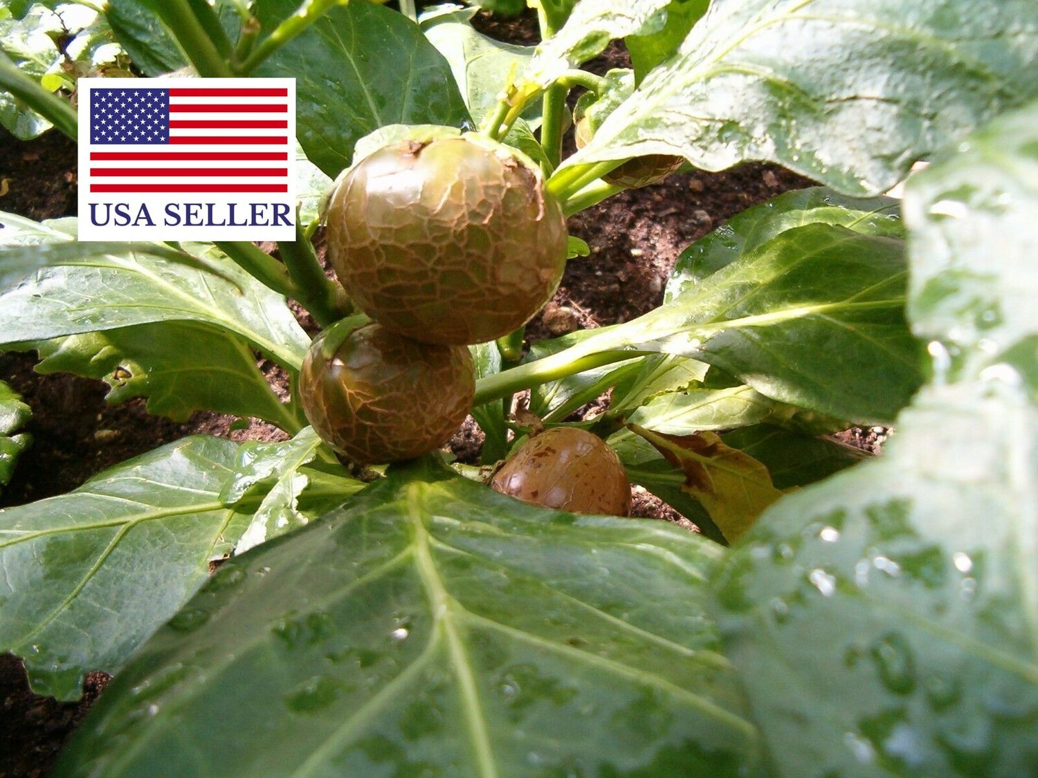 Solanum macrocarpon - African Eggplant, Gboma Eggplant, Anchia - Image 9