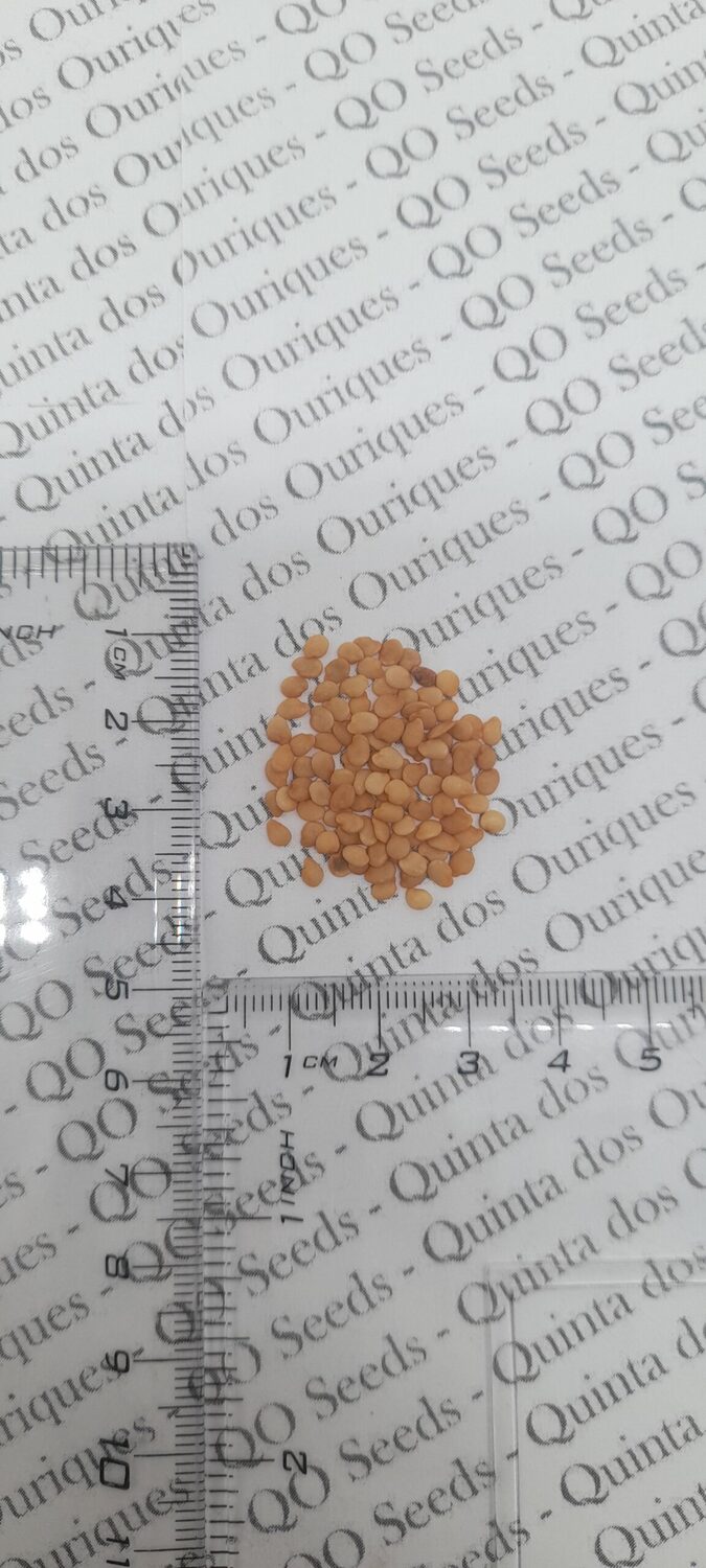 Solanum macrocarpon - African Eggplant, Gboma Eggplant, Anchia - Image 10