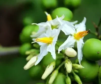 Solanum torvum - Turkey Berry, Devil's Fig, Pea Eggplant, Platebrush or Susumber
