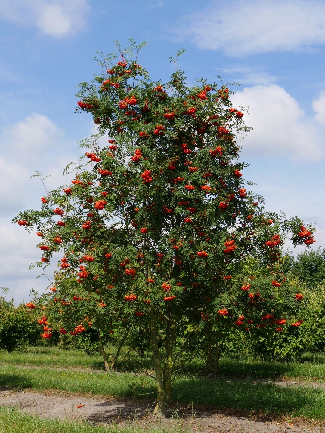 Sorbus aucuparia - Rowan Tree, Mountain Ash