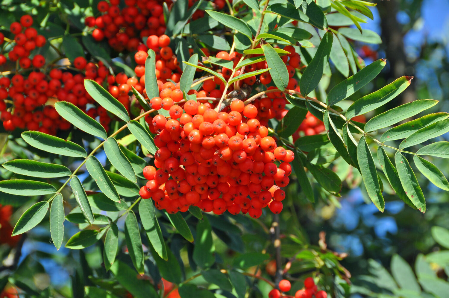 Sorbus aucuparia - Rowan Tree, Mountain Ash - Image 3