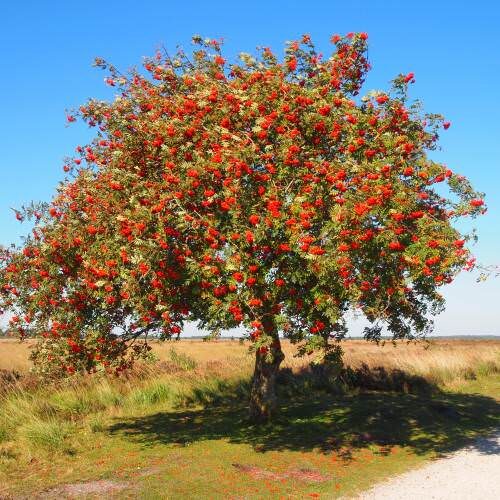 Sorbus aucuparia - Rowan Tree, Mountain Ash - Image 5