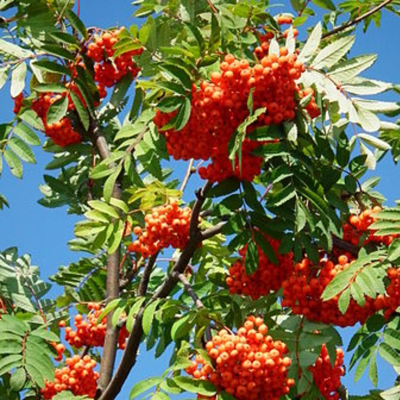 Sorbus aucuparia - Rowan Tree, Mountain Ash - Image 6