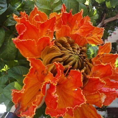 Spathodea campanulata / Spathodea nilotica - African Tulip Tree, Afrikanischer Tulpenbaum, Flame Tree, Flame-of-the-Forest, Kokoninsu, Nandi Flame, Tulipan, Tulipan Africano, Tulipier du Gabon